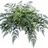 Папоротник Athyrium от TREEZ, TZ.PL.TR.644, 1-я фотография мини